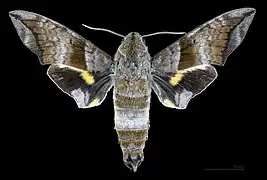 Face dorsale du mâle (coll.MHNT)