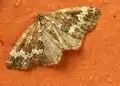 Perizoma alchemillata  (Linnaeus, 1758)