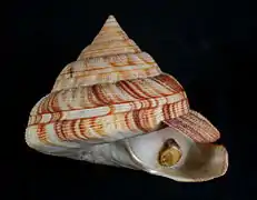 Perotrochus atlanticus