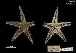 Persephonaster croceus (MNHN).