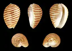 Persicula cingulata (en), un Cystiscidae.