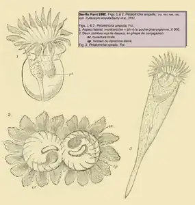 Petalotricha ampulla et P. spiralis.