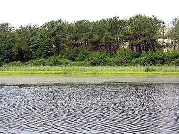 Étang de la Malloueyre, constitutif du site Natura 2000 « Dunes modernes du littoral landais de Mimizan-Plage au Vieux-Boucau ».