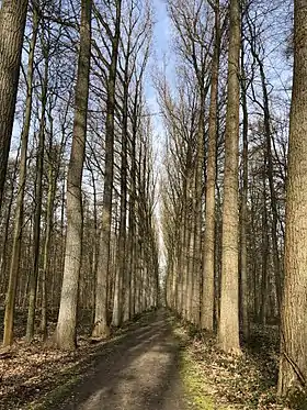 Image illustrative de l’article Petite drève de Groenendael