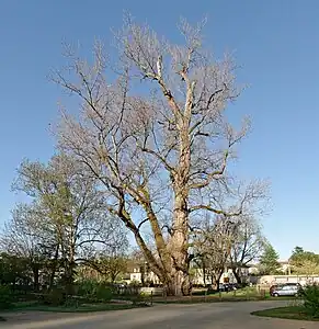 Peuplier noir de Brantôme.