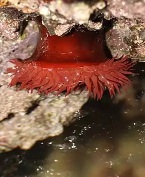 Actinia equina est une des espèces les plus fréquentes du littoral français métropolitain.