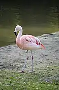 Flamant rose