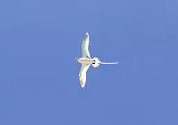 Phaéton à bec jaune ou « paille-en-queue »