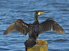 Cormoran se séchant les ailes.