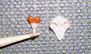 Phalaenopsis : pollinies à gauche et rostellum et anthères à droite.