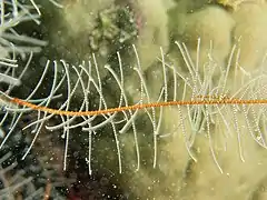 Bras typique de Phanogenia (P. gracilis)