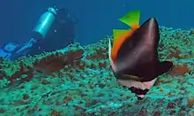 Poisson-cocher fantôme