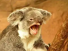 Un koala.
