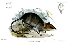 Sminthopsis virginiae