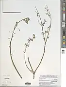 Philenoptera laxiflora.