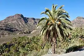 Palmier dattier des Canaries (Phoenix canariensis), un Coryphoideae