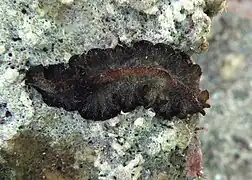 Phrikoceros lizardensis