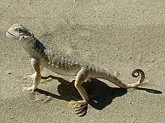 Phrynocephalus guttatus.