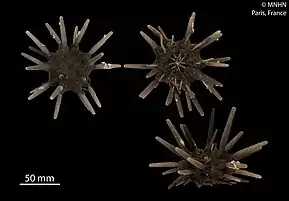 Phyllacanthus parvispinus