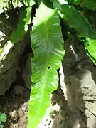 Feuille de la Scolopendre, caractéristique parce qu’elle est entière