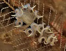 Phyllodesmium iriomotense.