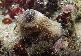 Un phyllophoridé rétracté.