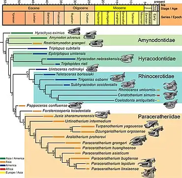 Schéma montrant les relations phylogénétiques des rhinocérotoïdes d'après l'étude publiée par Tao Deng et ses collègues en 2021. La famille des paracérathériidés, dont fait partie Paraceratherium, est montré en orange et en bas de l'image.