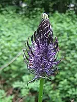 Raiponce noire (Phyteuma nigrum) ; fossés, bords des chemins.
