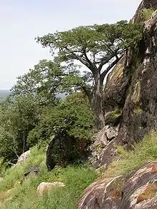 Adansonia digitata sur le pic