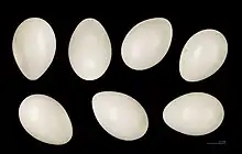 Sept œufs ovoïdes posés sur un fond noir, avec une échelle montrant qu'ils mesurent environ 3 cm de long. Ils sont d'un blanc jaunâtre sans tache et bien brillant.