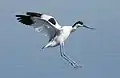 Avocette élégante