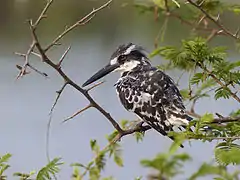 Martin-pêcheur pie ♀ (Parc national Kruger, Afrique du Sud)