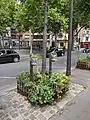 Pied d'arbre végétalisé correctement entretenu.