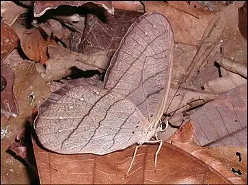 Pierella lamia Revers