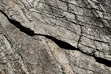 Tête de vautour fauve.