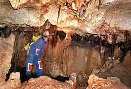 Racines dans la salle d'entrée.