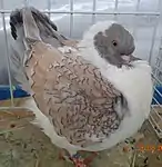 Modène Gazzi argenté maillé jaune