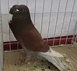 Boulant d'Alsace rouge cendré écaillé