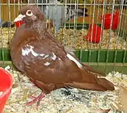 Carneau rouge à épaulettes et croupion blanc