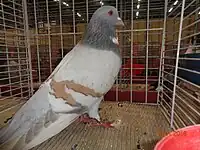 Cauchois argenté barré jaune à bavette blanche