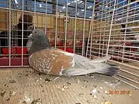 Cauchois argenté maillé jaune