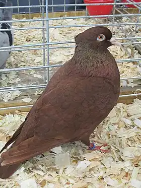 Pigeon huppé picard au salon international de l'agriculture.