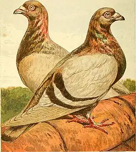 Image illustrative de l’article Romain (pigeon)