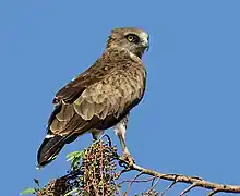 Circaète Jean-Le-Blanc