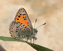 Tomares nogelii nesimachus