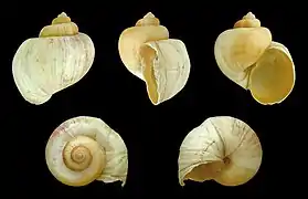 Pila virens (Architaenioglossa).