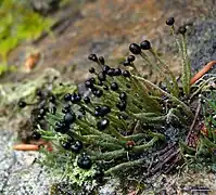 Pilophorus aciculare.