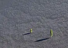 Sur un sol pentu et uniformément gris et vide, jaillissent deux cônes verts.