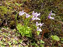 Photo couleur de petites fleurs mauves dans un terrain fait de mousses et de feuilles vertes et brunes.