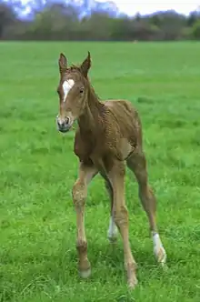 Poulain de selle nouveau-né